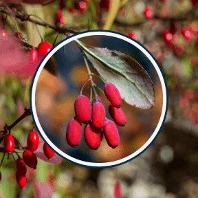 Flat Belly Melts Ingredients Berberine