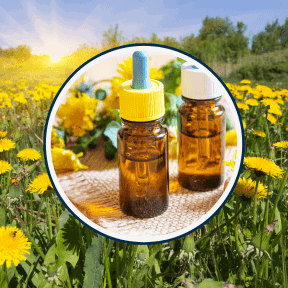 Flat Belly Melts Ingredients Dandelion Extract