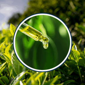 Flat Belly Melts Ingredients Green Tea Extract (EGCG)