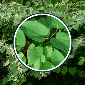 Flat Belly Melts Ingredients Japanese Knotweed