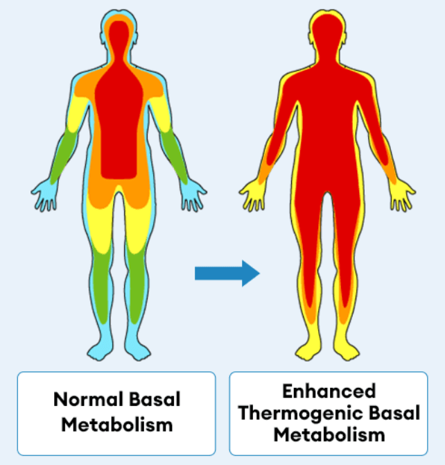 Flat Belly Melts Supplement Benefits